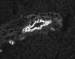 Cytokeratin 19 Antibody (RCK108) - BSA Free, Novus Biologicals 0.1mg; Unlabeled:Antibodies,