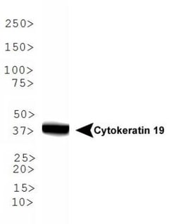 Cytokeratin 19 Antibody - BSA Free, Novus Biologicals 0.025mL; Unlabeled:Antibodies,