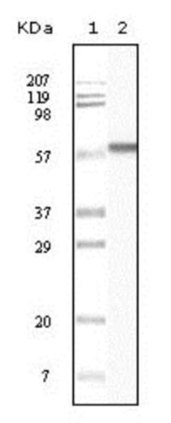 Cytokeratin 1 Antibody (3C10F7), Novus Biologicals 0.1mL; Unlabeled:Antibodies,