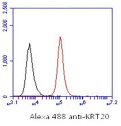 Cytokeratin 20 Antibody (10D8) - BSA Free, Novus Biologicals 100&mu;L;