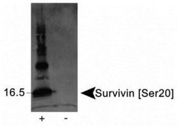Novus Biologicals™ Cytokinesis Antibody Pack