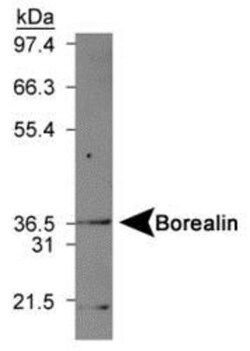 Novus Biologicals Cytokinesis Antibody Pack 3 vials:Antibodies