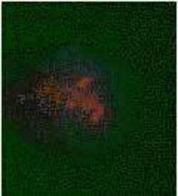 5-MethylCytosine Antibody, Novus Biologicals 0.125 mg; Unconjugated:Antibodies,