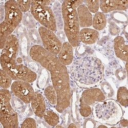 Cytosol Nonspecific Dipeptidase (CNDP2)/CPGL Antibody, Novus Biologicals