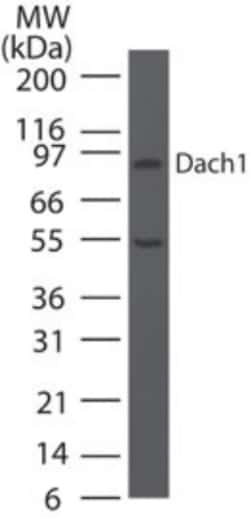DACH1 Antibody, Novus Biologicals:Antibodies:Primary Antibodies