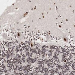 DACH2 Antibody, Novus Biologicals:Antibodies:Primary Antibodies