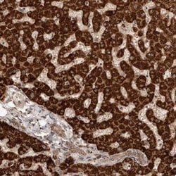 Dact2 Antibody, Novus Biologicals:Antibodies:Primary Antibodies
