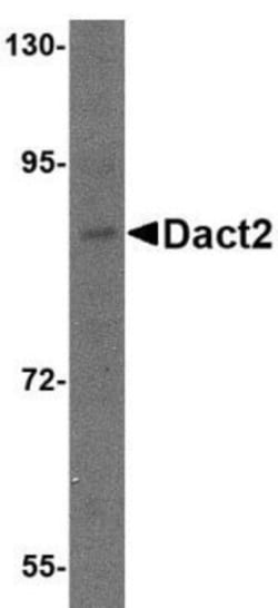 Dact2 Antibody - BSA Free, Novus Biologicals 0.025 mg, Unconjugated:Antibodies,