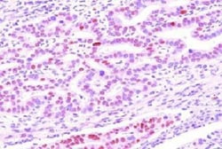 DACT3/Dapper 3 Antibody (2A5) - BSA Free, Novus Biologicals 0.1mL; Unlabeled:Antibodies,