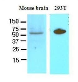 DACT3/Dapper 3 Antibody (2A5) - BSA Free, Novus Biologicals 0.1mL; Unlabeled:Antibodies,
