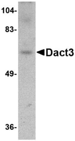 DACT3/Dapper 3 Antibody - BSA Free, Novus Biologicals 0.1mg; Unlabeled:Antibodies,