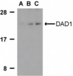 DAD1 Antibody - BSA Free, Novus Biologicals 0.025 mg, Unconjugated:Antibodies,
