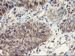 COCO/DAND5 Antibody (OTI2H3), Novus Biologicals 0.1mL; Unlabeled:Antibodies,
