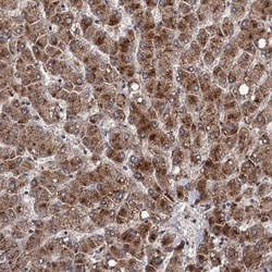 DAO Antibody, Novus Biologicals 0.1mL; Unlabeled:Antibodies, Polyclonal