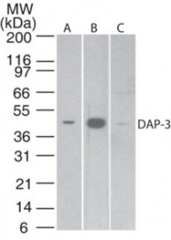 DAP3 Antibody (42C617.1.2), Novus Biologicals 0.1mg; Unlabeled:Antibodies,