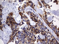 DAP3 Antibody (OTI1B12), Novus Biologicals 0.1mL; Unlabeled:Antibodies,