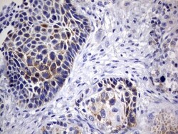 DAP3 Antibody (OTI1B12), Novus Biologicals 0.1mL; Unlabeled:Antibodies,