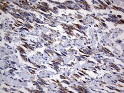 DAP3 Antibody (OTI1B12), Novus Biologicals 0.1mL; Unlabeled:Antibodies,