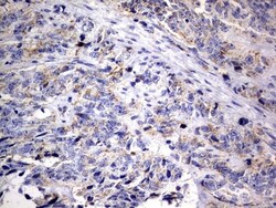 DAP3 Antibody (OTI1B12), Novus Biologicals 0.1mL; Unlabeled:Antibodies,