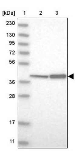 DAP3 Antibody, Novus Biologicals 25 &mu;L; Unlabeled:Antibodies, Polyclonal