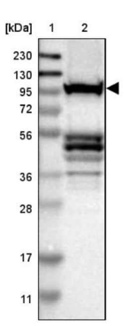 DAP5 Antibody, Novus Biologicals 0.1mL; Unlabeled:Antibodies, Polyclonal