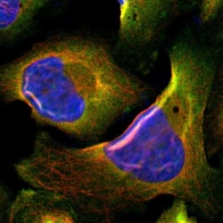 DAP5 Antibody, Novus Biologicals:Antibodies:Primary Antibodies