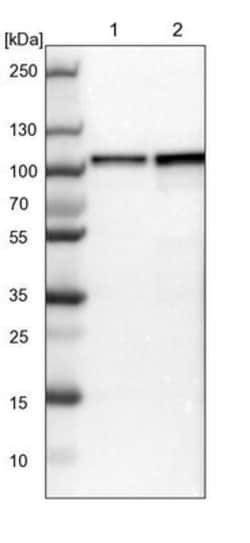DAP5 Antibody, Novus Biologicals 0.1mL; Unlabeled:Antibodies, Polyclonal