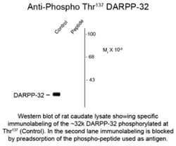 DARPP-32, p Ser137 Antibody, Novus Biologicals 0.1mL; Unlabeled:Antibodies,