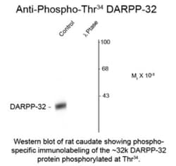 DARPP-32, p Thr34 Antibody, Novus Biologicals 0.1mL; Unlabeled:Antibodies,