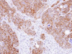 DARS Antibody, Novus Biologicals 0.1mL; Unlabeled:Antibodies, Polyclonal