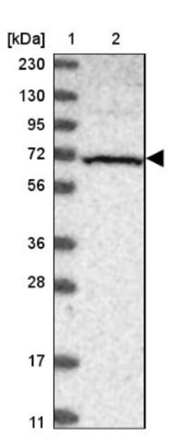DARS2 Antibody, Novus Biologicals:Antibodies:Primary Antibodies