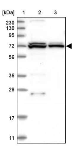 DARS2 Antibody, Novus Biologicals 25 &mu;L; Unlabeled:Antibodies, Polyclonal