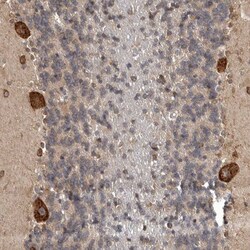 DARS Antibody, Novus Biologicals 0.1mL; Unlabeled:Antibodies