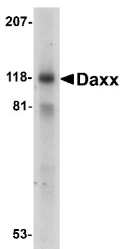 Daxx Antibody, Novus Biologicals 0.025 mg, Unconjugated:Antibodies, Polyclonal