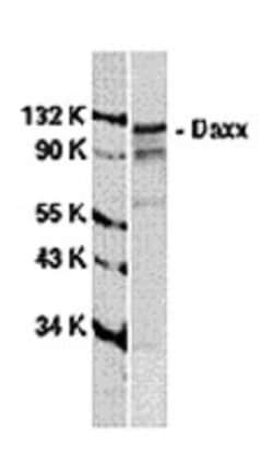 Daxx Antibody, Novus Biologicals 0.025 mg, Unconjugated:Antibodies, Polyclonal