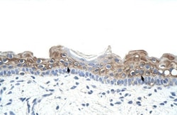 DAZ2 Antibody, Novus Biologicals:Antibodies:Primary Antibodies