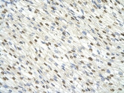 DAZAP1 Antibody, Novus Biologicals:Antibodies:Primary Antibodies