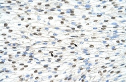 DAZAP1 Antibody, Novus Biologicals:Antibodies:Primary Antibodies