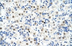 DAZAP1 Antibody, Novus Biologicals:Antibodies:Primary Antibodies