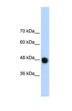 DAZAP1 Antibody, Novus Biologicals:Antibodies:Primary Antibodies