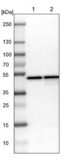 DAZAP1 Antibody, Novus Biologicals:Antibodies:Primary Antibodies