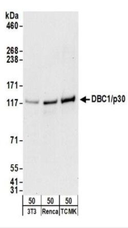 DBC1/p30 Antibody, Novus Biologicals 0.1mg; Unlabeled:Antibodies, Polyclonal