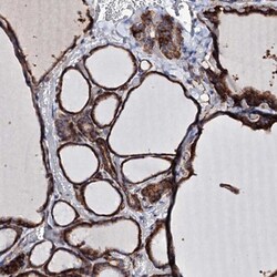 DBX1 Antibody, Novus Biologicals 0.1mL; Unlabeled:Antibodies, Polyclonal