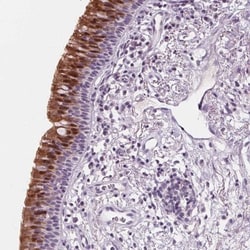 DBX2 Antibody, Novus Biologicals:Antibodies:Primary Antibodies