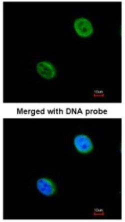 anti-DC8, Polyclonal, Novus Biologicals 0.1mg; Unlabeled:Antibodies, Polyclonal