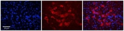 DCAF11 Antibody, Novus Biologicals 100 &mu;L | Buy Online | Novus Biologicals | Fisher Scientific