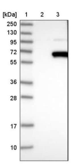 DCAF11 Antibody, Novus Biologicals 25 &mu;L; Unlabeled:Antibodies, Polyclonal