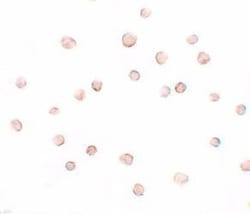 DCAF12 Antibody - BSA Free, Novus Biologicals 0.1mg; Unlabeled:Antibodies,