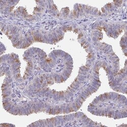 DCAF12L2 Antibody, Novus Biologicals 0.1mL; Unlabeled:Antibodies, Polyclonal