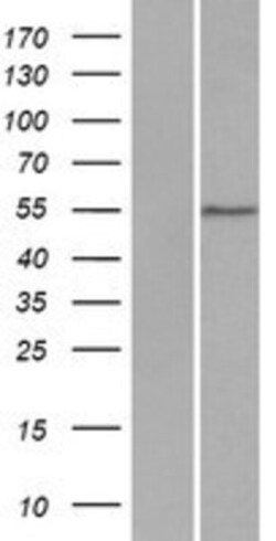 Novus Biologicals&trade;&nbsp;DCAF4 Overexpression Lysate